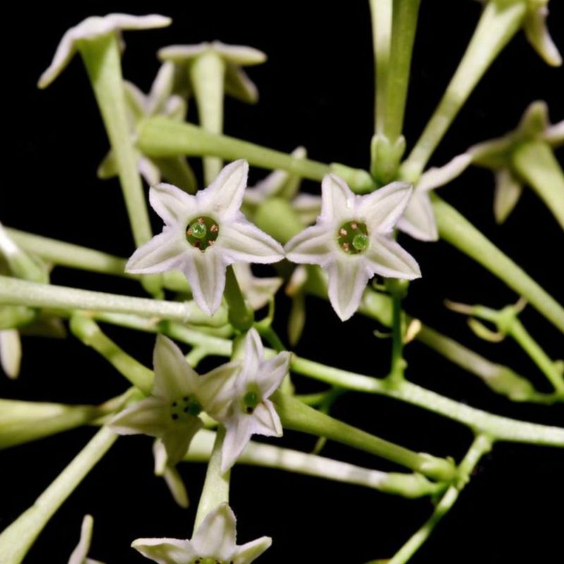 Cestrum Nocturnum