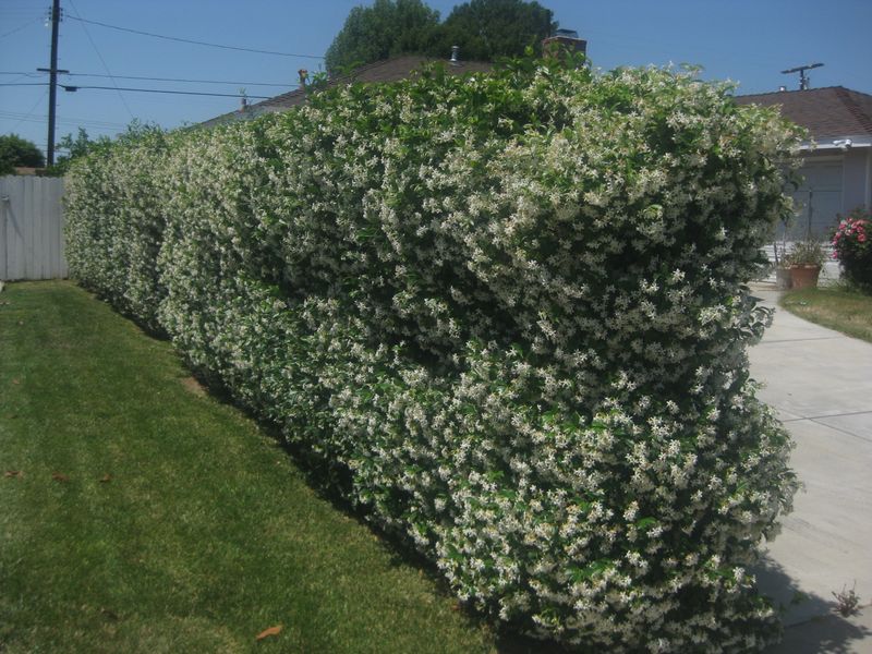 Chain Link Fence with Vines