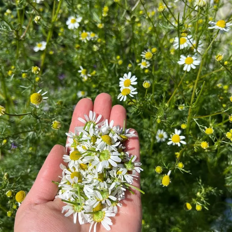 Chamomile