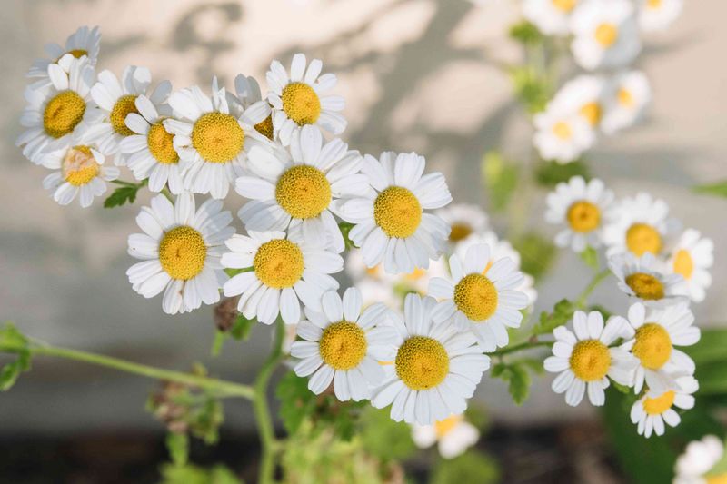 Chamomile