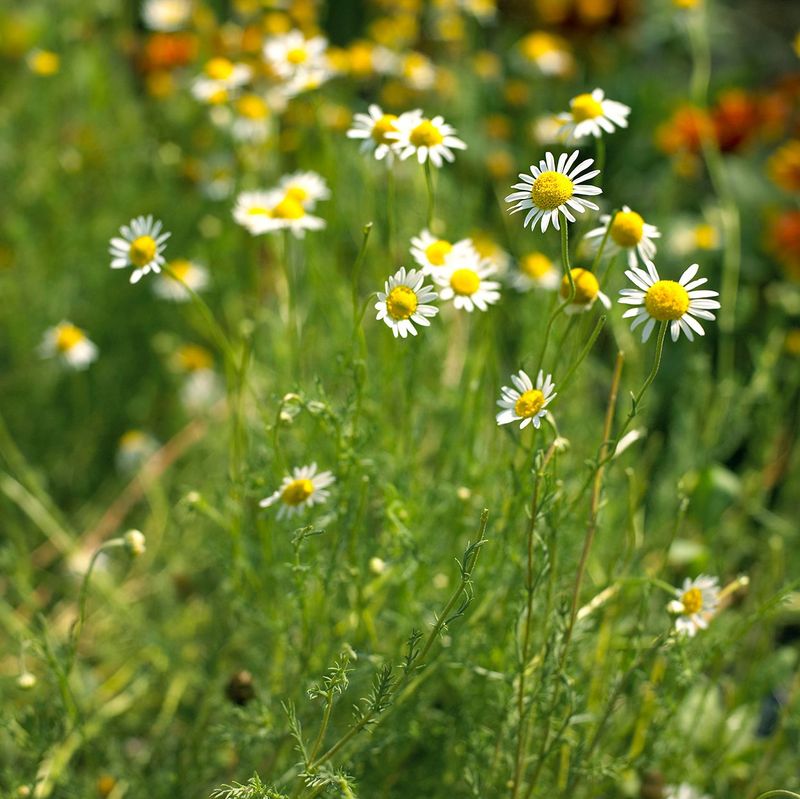 Chamomile