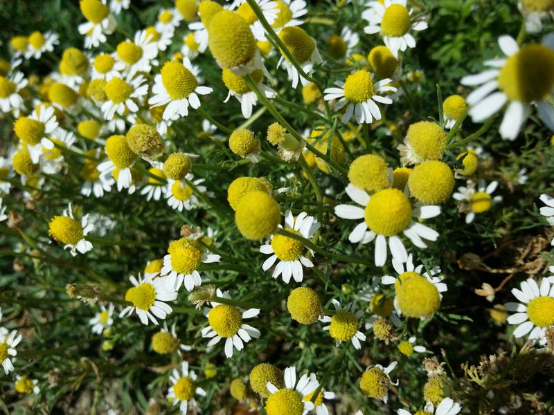 Chamomile