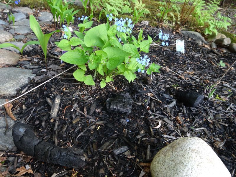 Charcoal for Odor Control