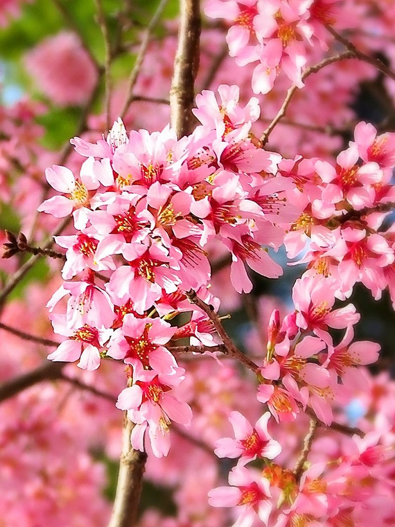 Cherry Blossom