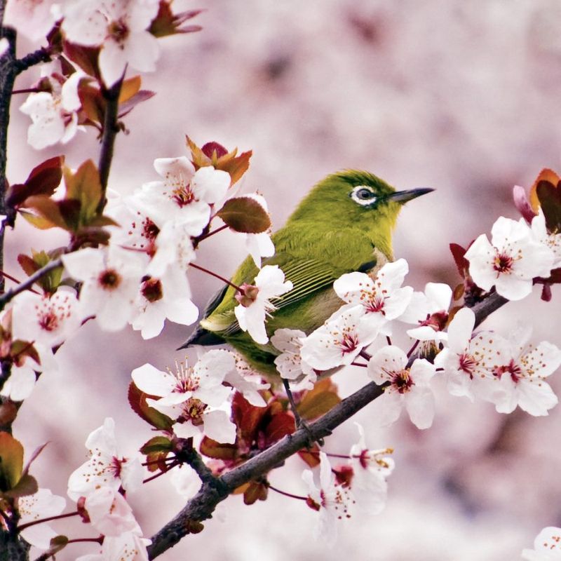 Cherry Blossom