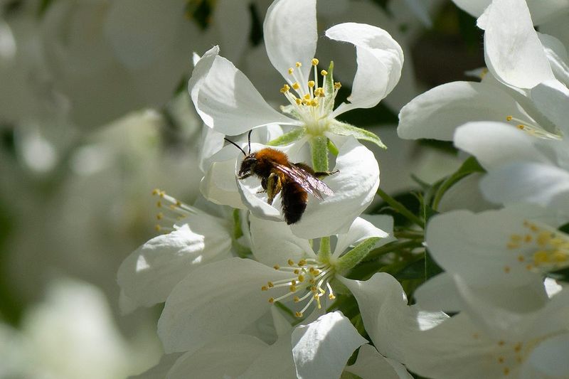 Cherry Blossom