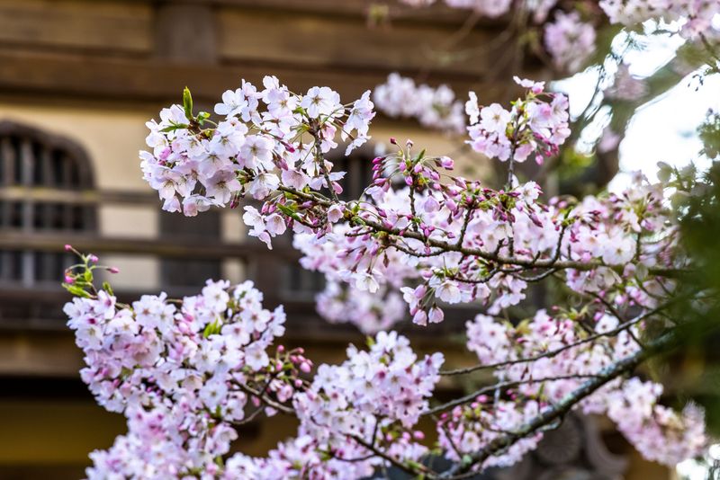 Cherry Blossoms