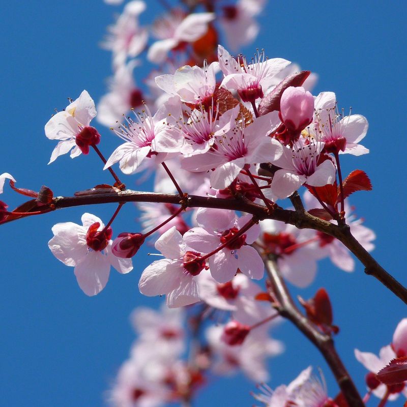 Cherry Blossoms