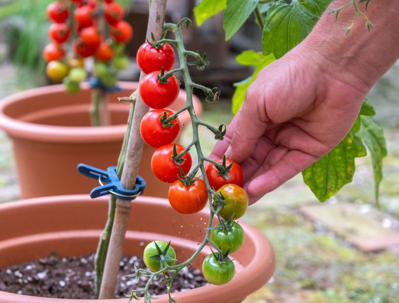 Cherry Tomatoes