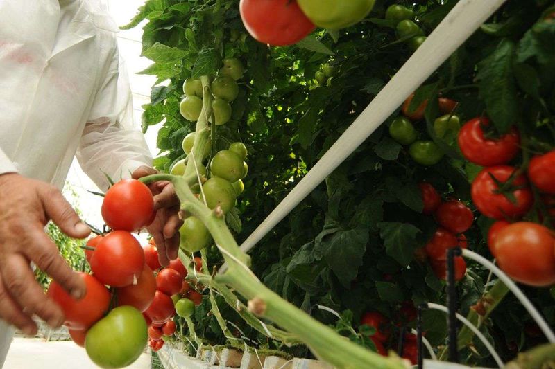 Cherry Tomatoes