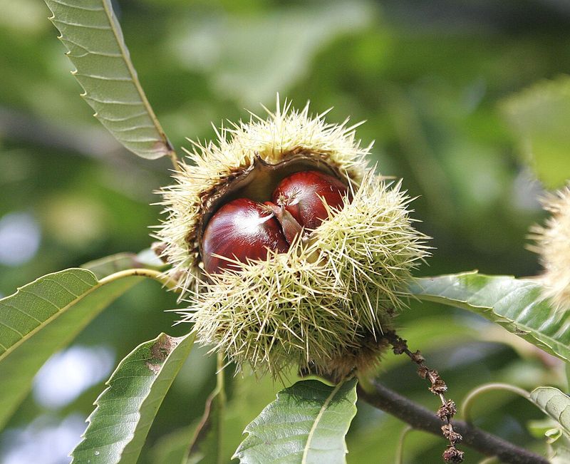 Chestnut Tree