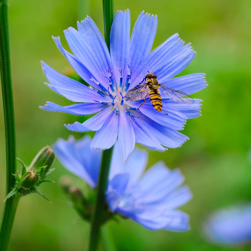 Chicory