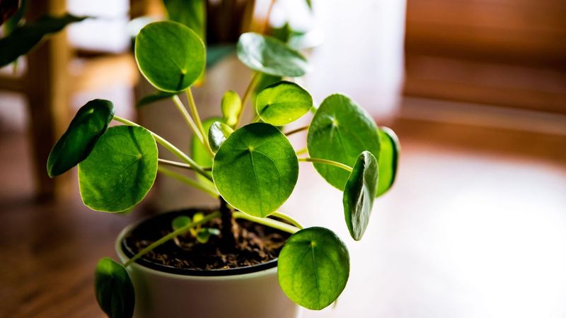 Chinese Evergreen