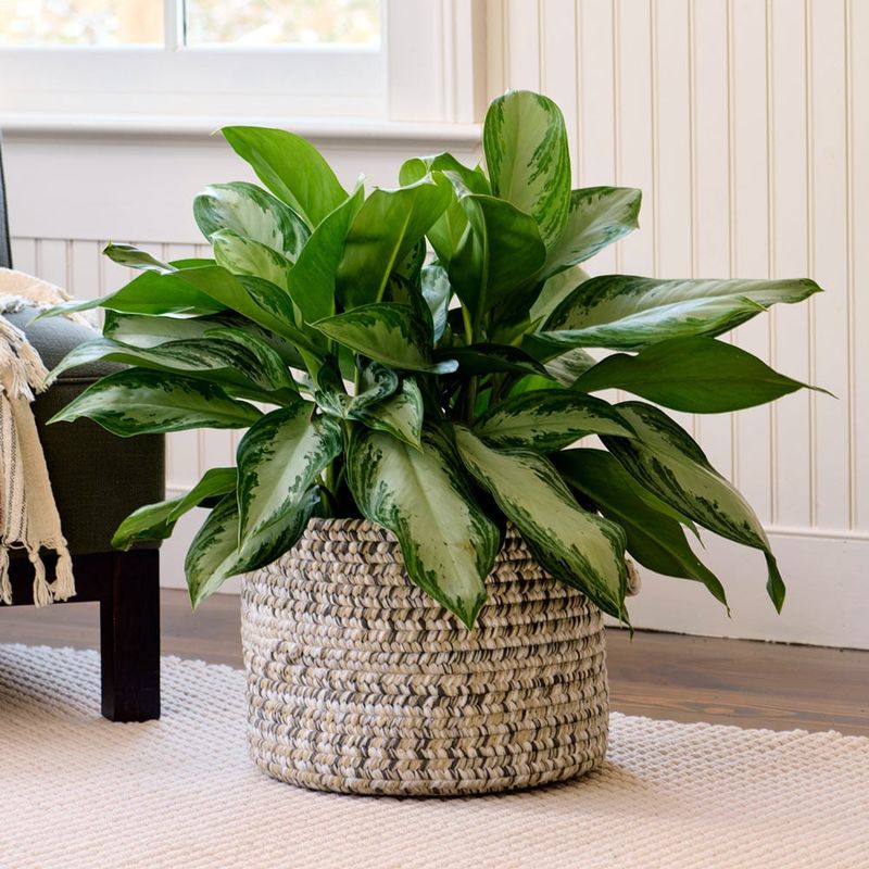 Chinese Evergreen