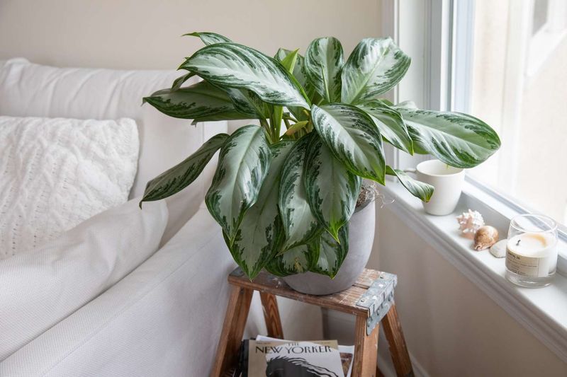 Chinese Evergreen (Aglaonema)