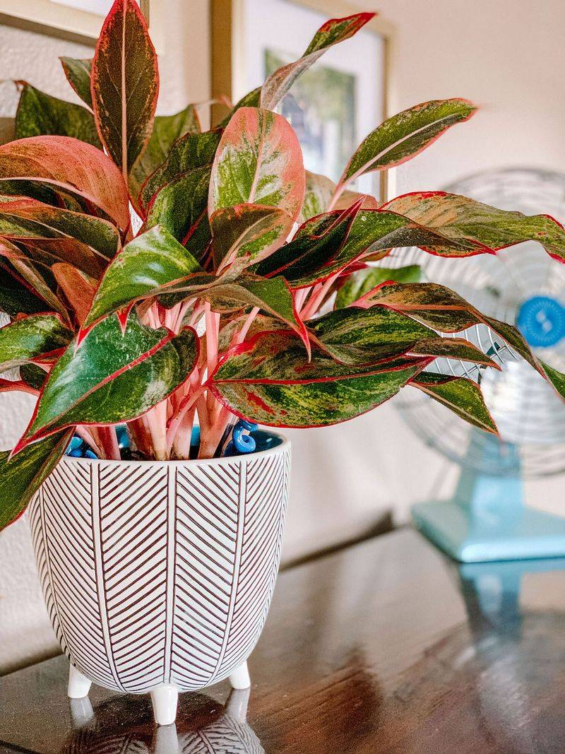 Chinese Evergreen (Aglaonema)