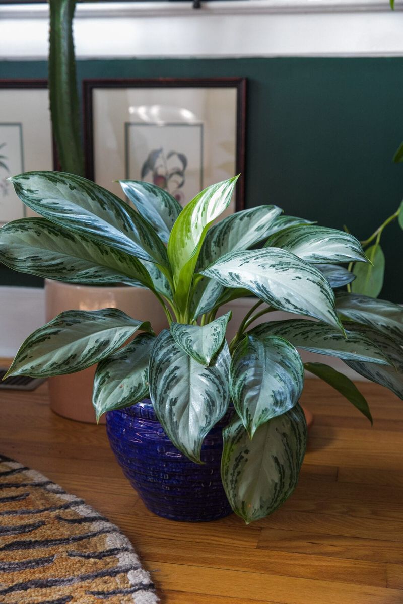 Chinese Evergreen