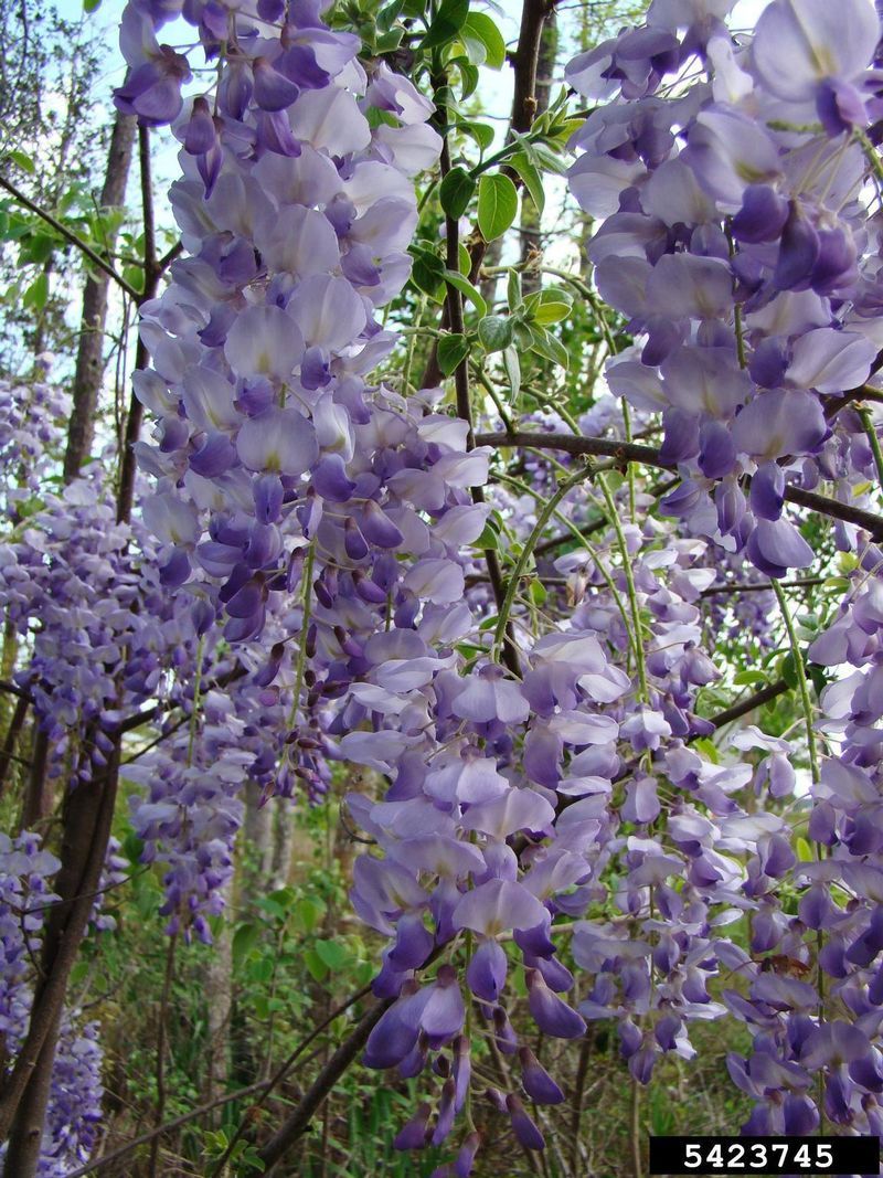 Chinese Wisteria