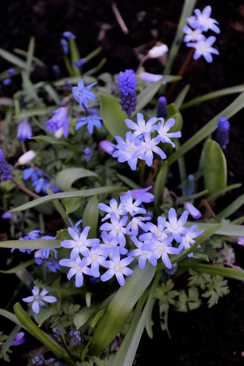 Chionodoxa