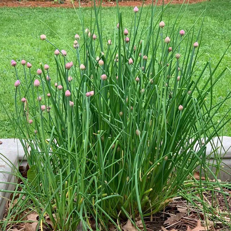 Chives