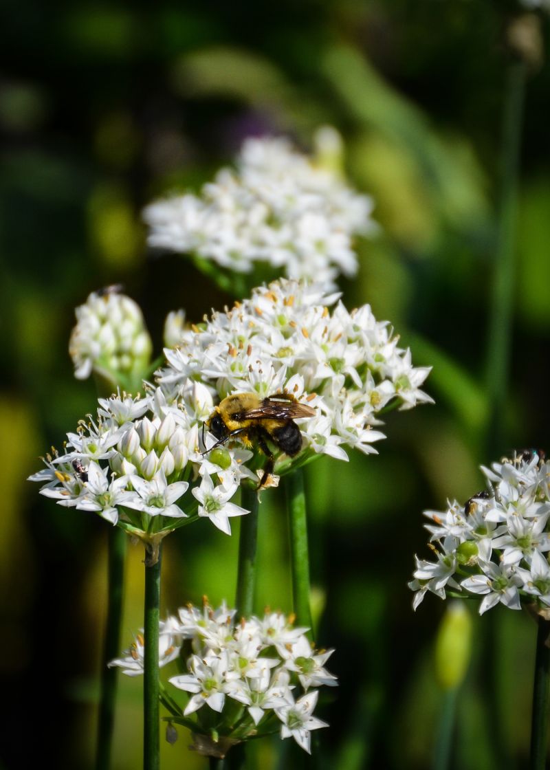 Chives