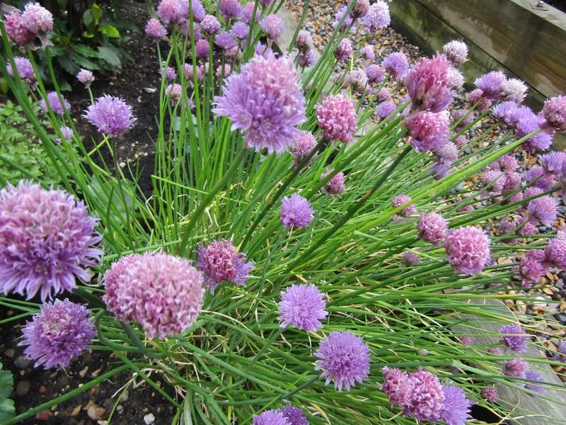 Chives