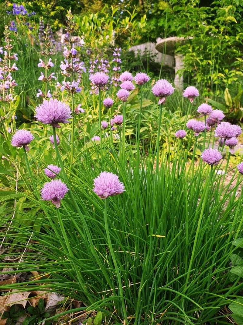 Chives