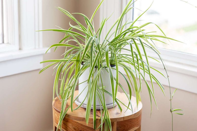 Chlorophytum Comosum (Spider Plant)