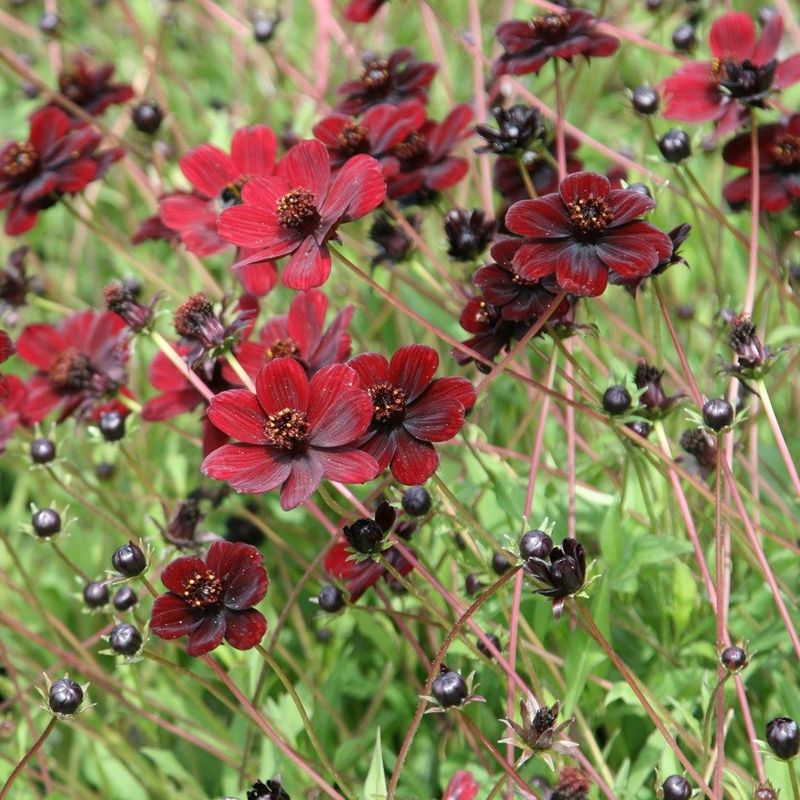 Chocolate Cosmos