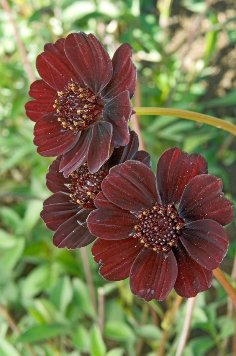 Chocolate Flower