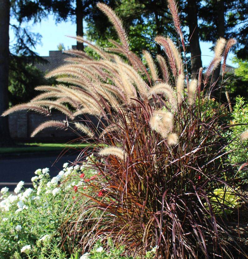 Chocolate Fountain Grass