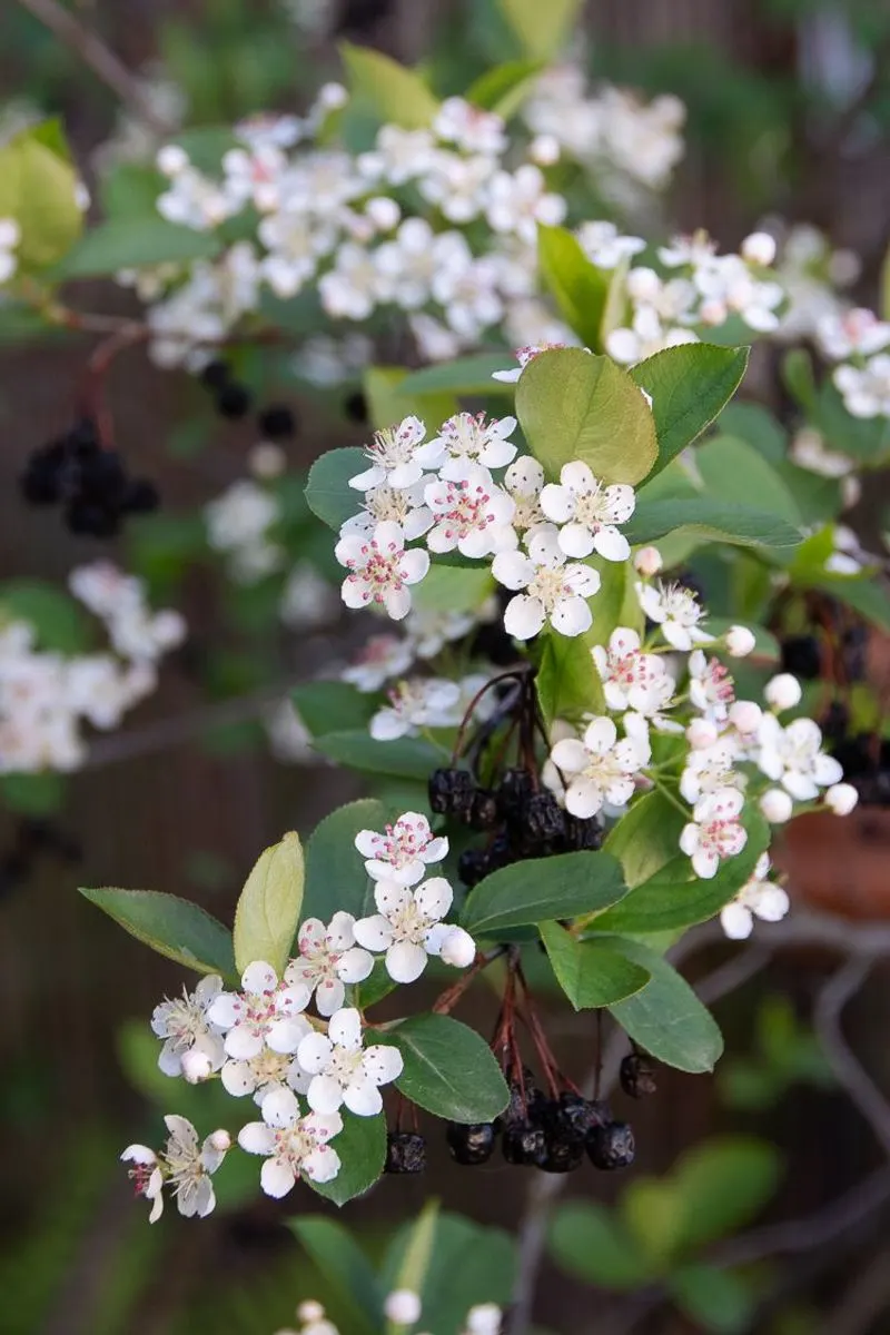 Chokeberry (Aronia)