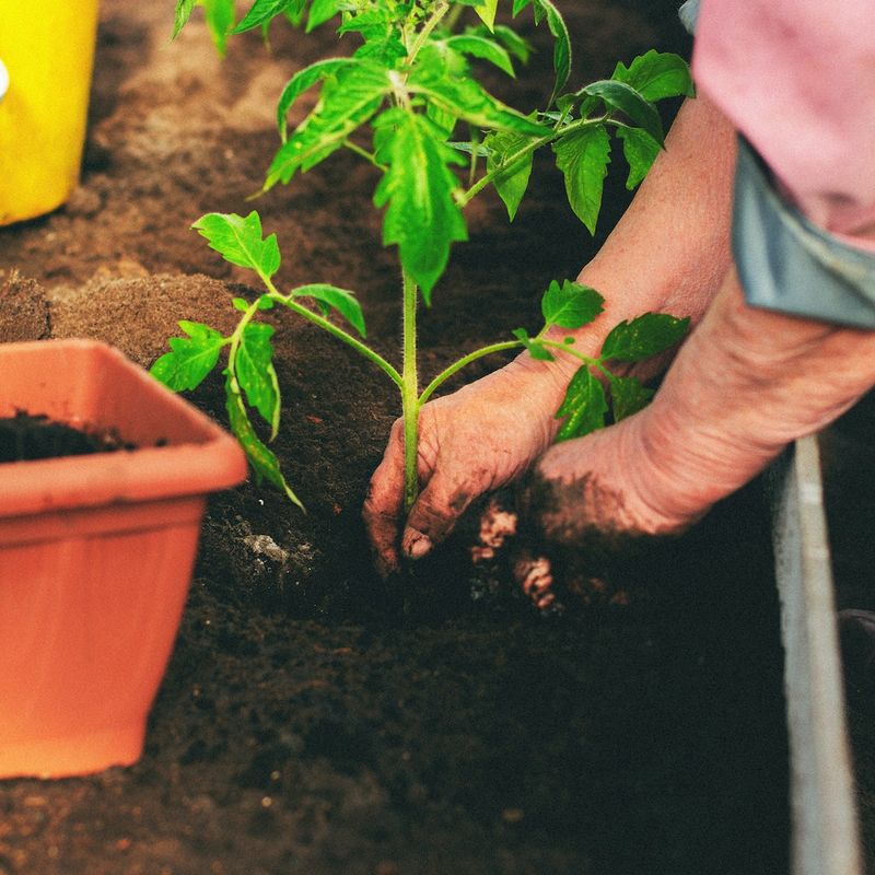 Choose the Right Soil Type