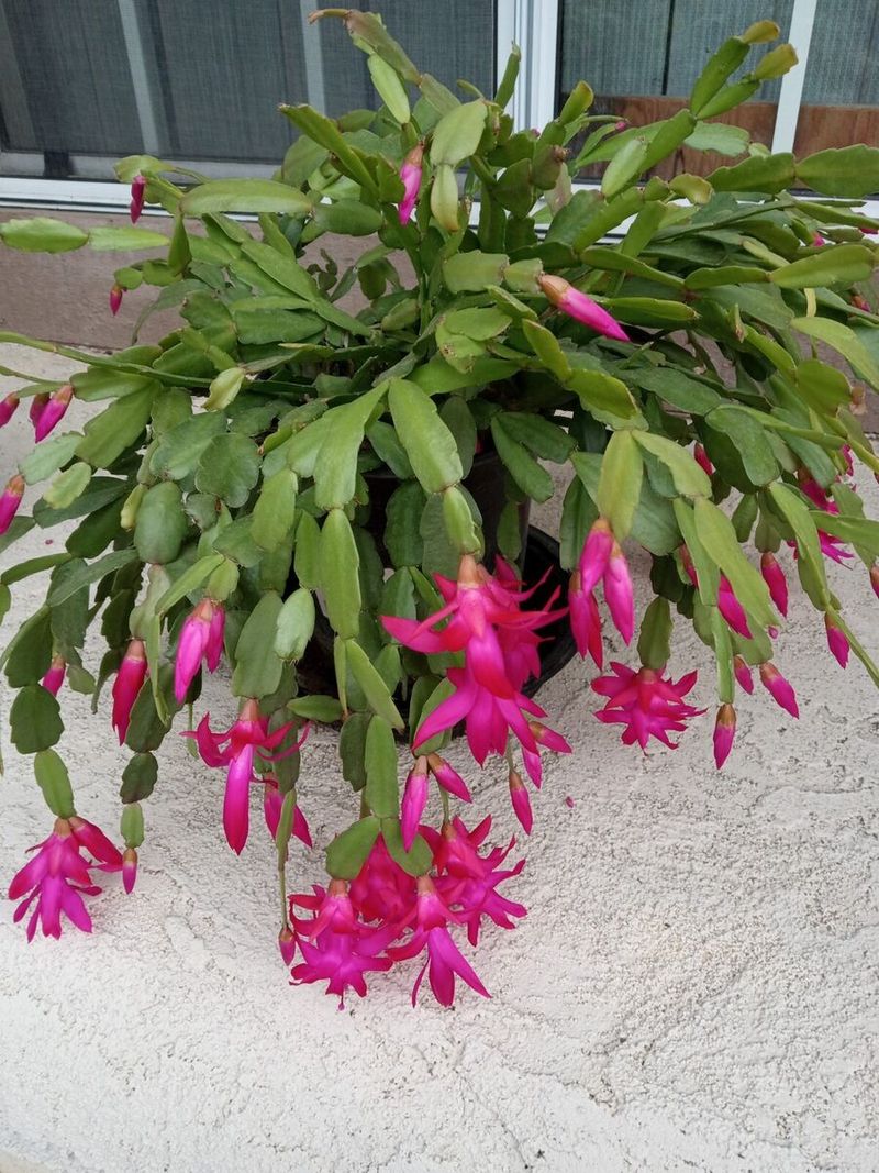 Christmas Cactus