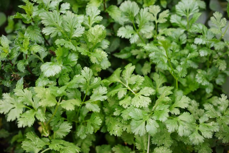 Cilantro