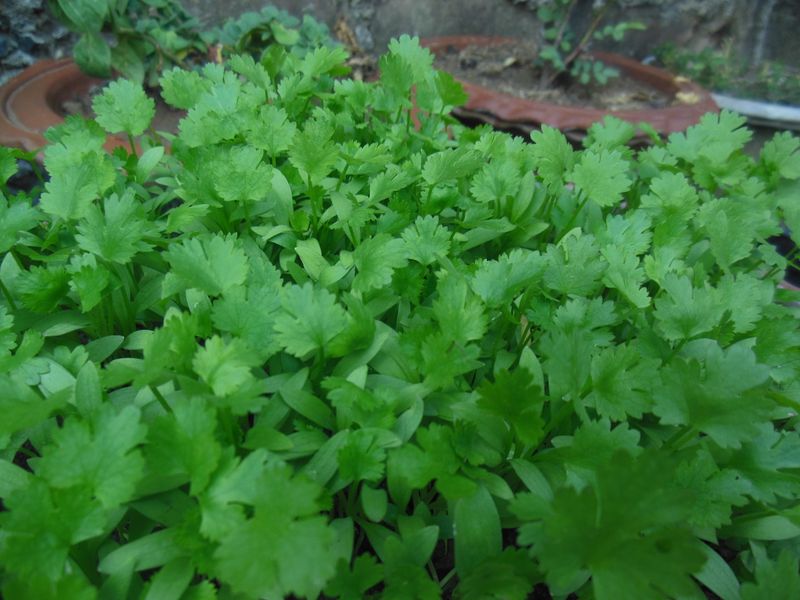 Cilantro