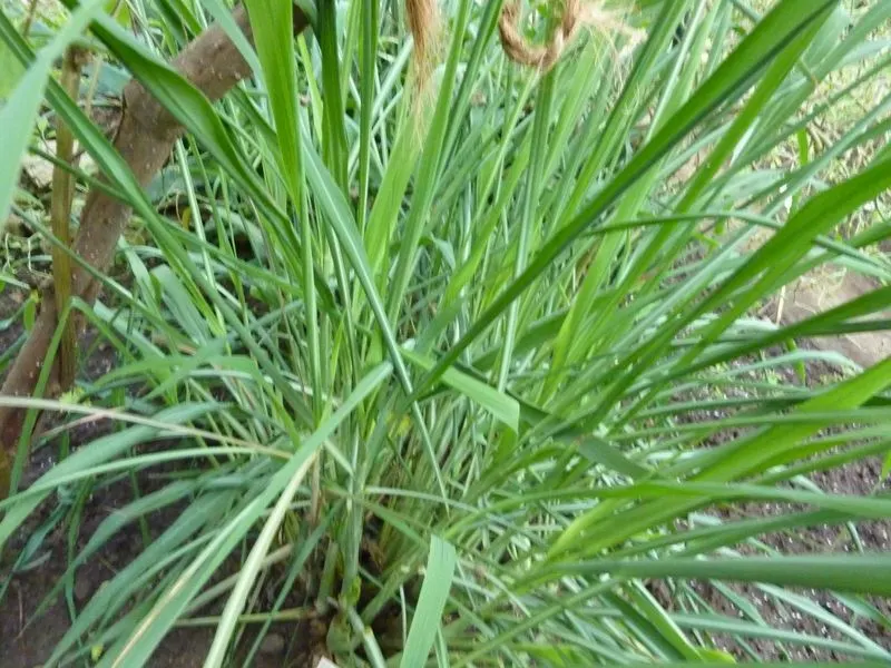 Citronella Grass