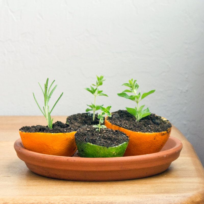 Citrus Peel Seedling Pots