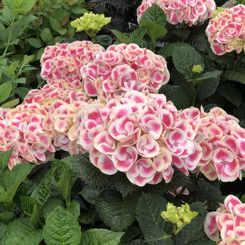 Cityline Mars Hydrangea