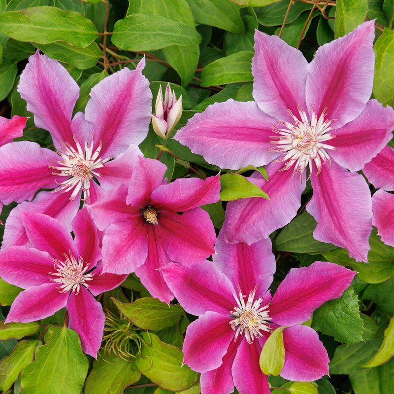 Clematis