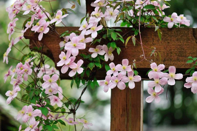 Clematis