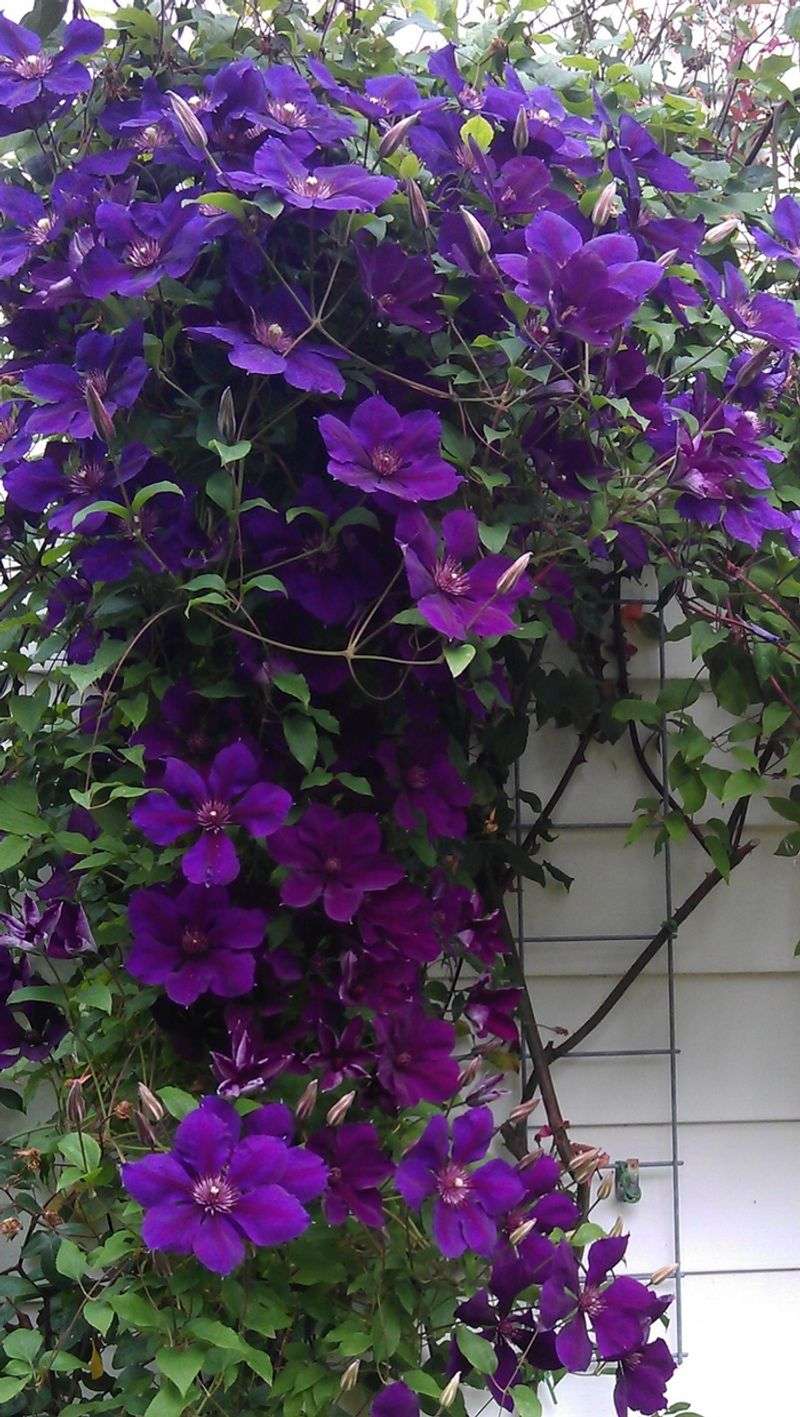 Clematis (Clematis viticella)