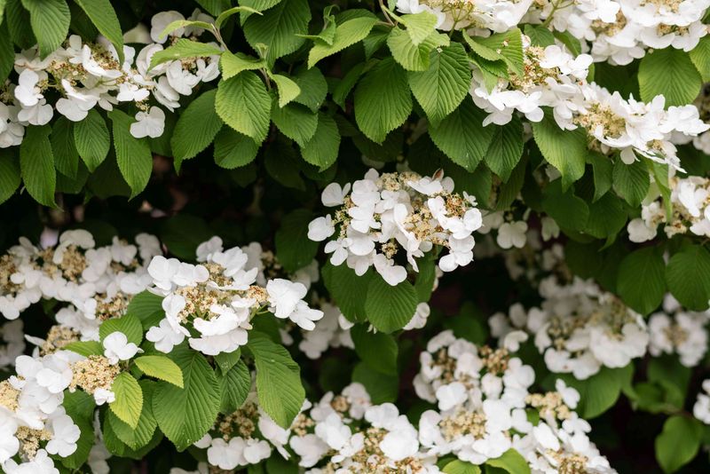 Climbing Hydrangea