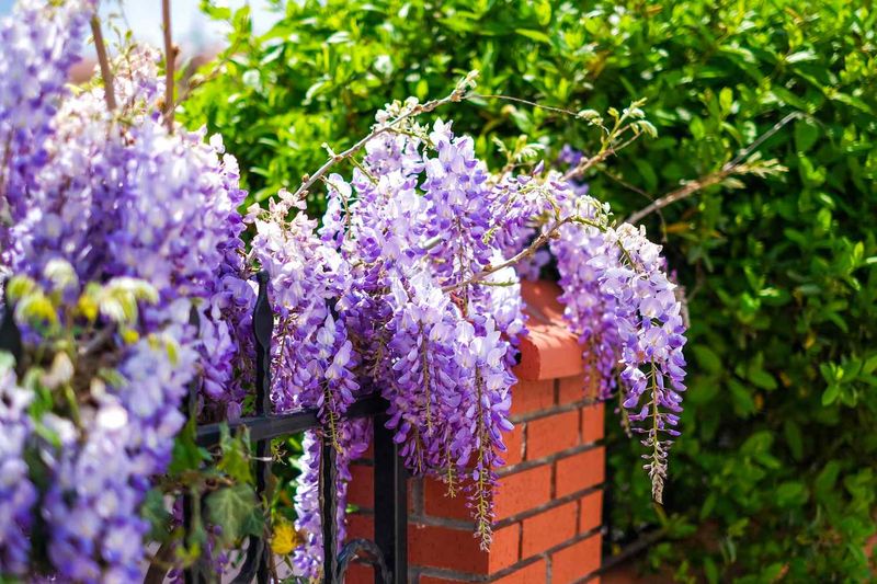 Climbing Plants