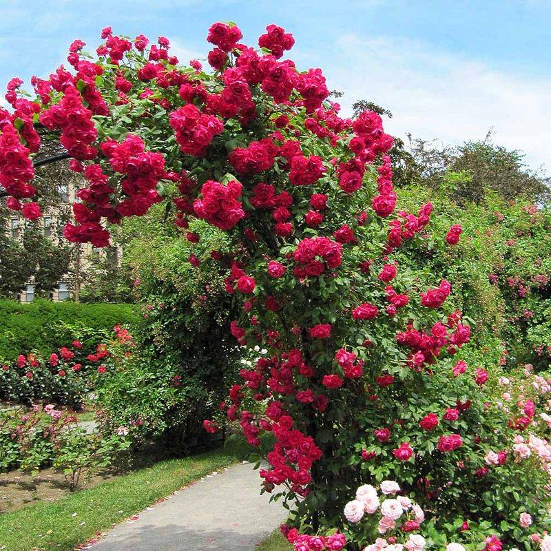 Climbing Rose