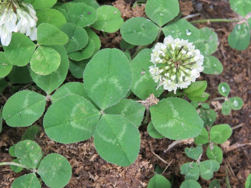 Clover