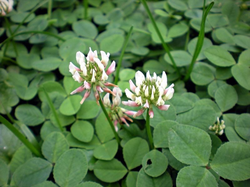 Clover (Trifolium repens)