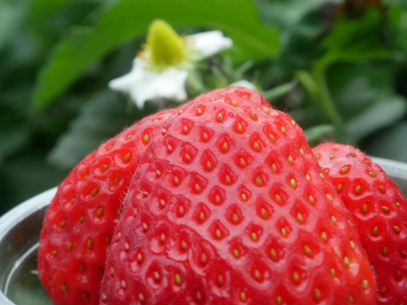 Coastal Strawberry