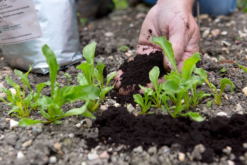 Coffee Grounds Acidify Soil