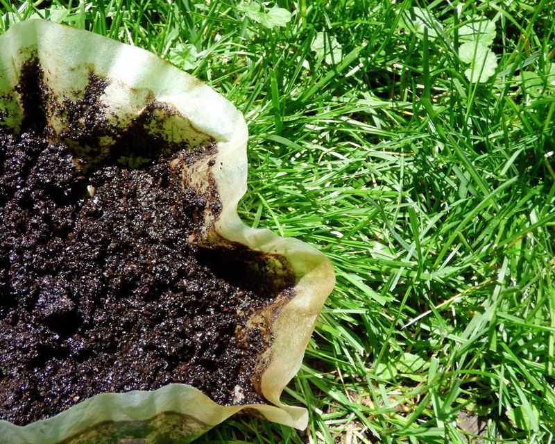 Coffee Grounds are the Perfect Fertilizer